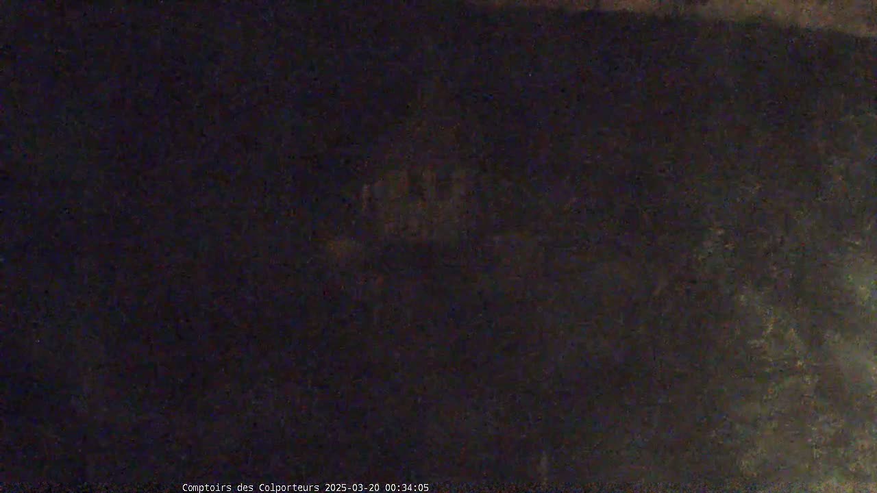 A blurry, dark image shows what appears to be nighttime vegetation.