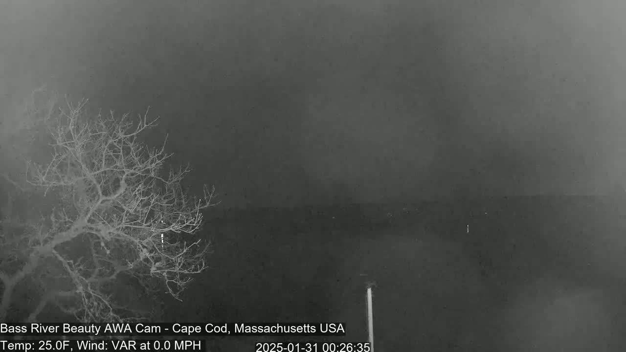 A nighttime, low-visibility scene shows a bare tree in the foreground and a dark body of water in the background under a gray sky.