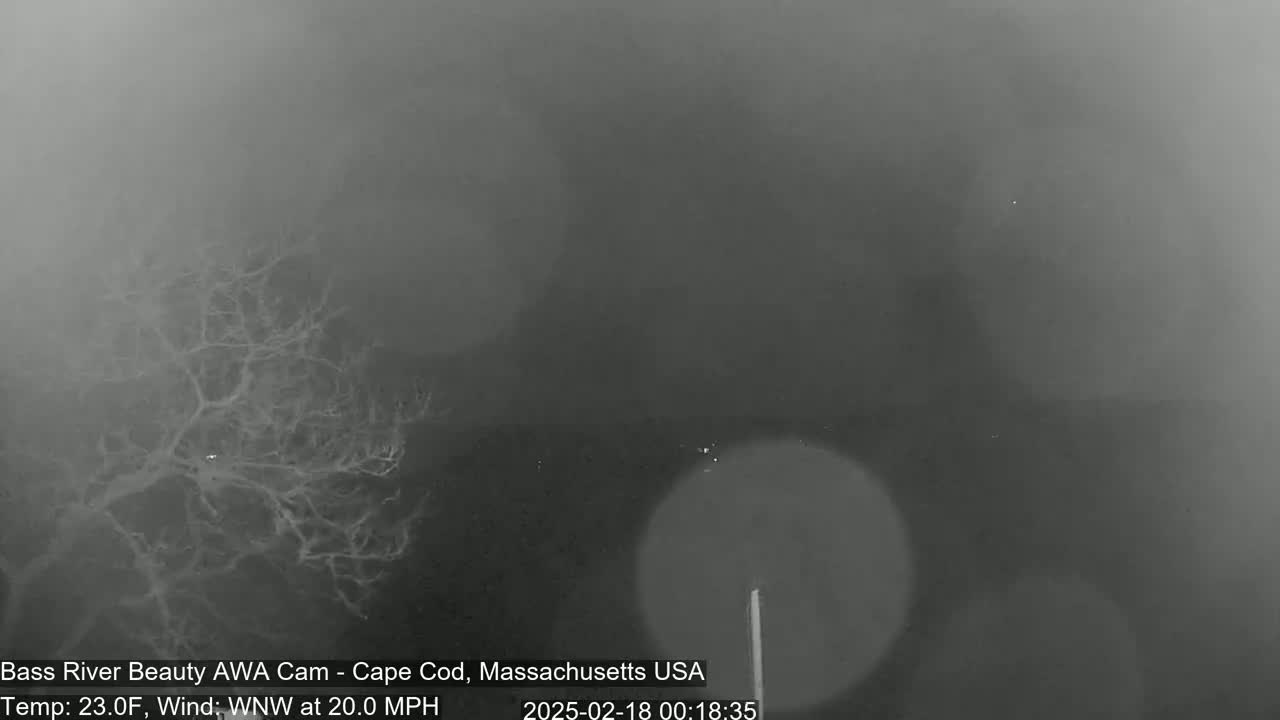 A bare, leafless tree is visible in the foreground under foggy conditions with a 20 mph wind.