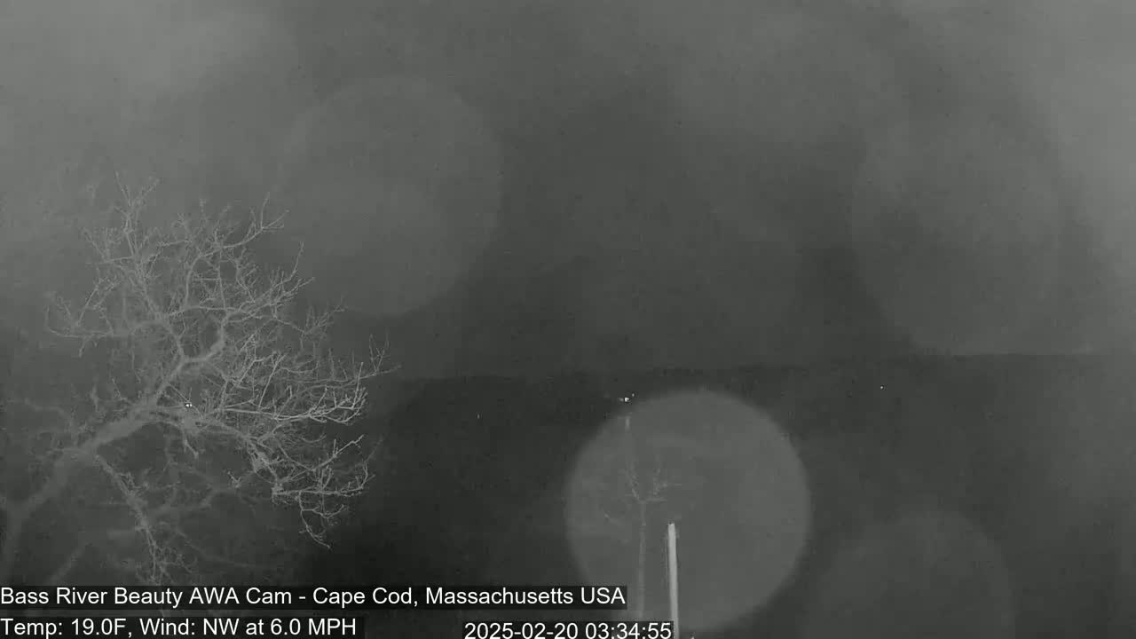 A bare tree is visible in the foreground against a blurry, dark background under snowy conditions.