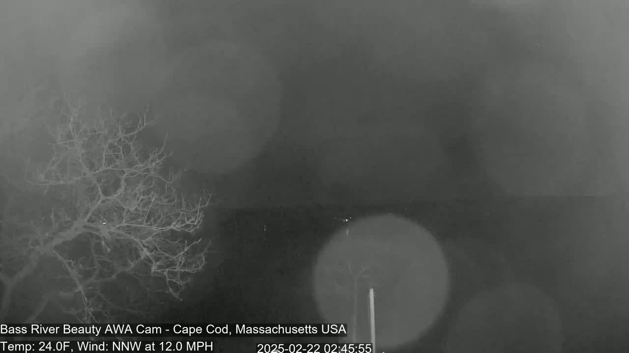 A nighttime, snowy scene shows a bare tree in the foreground with a blurry, dark background and a 12 mph wind.