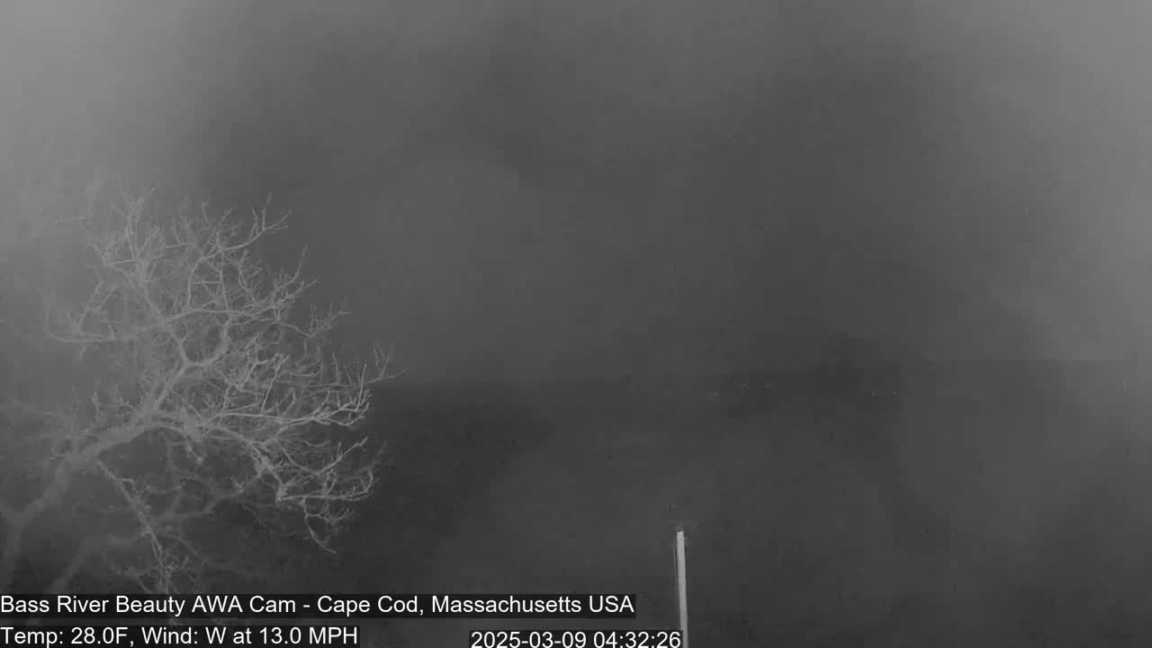 A bare tree stands in the foreground against a foggy, dark gray background.