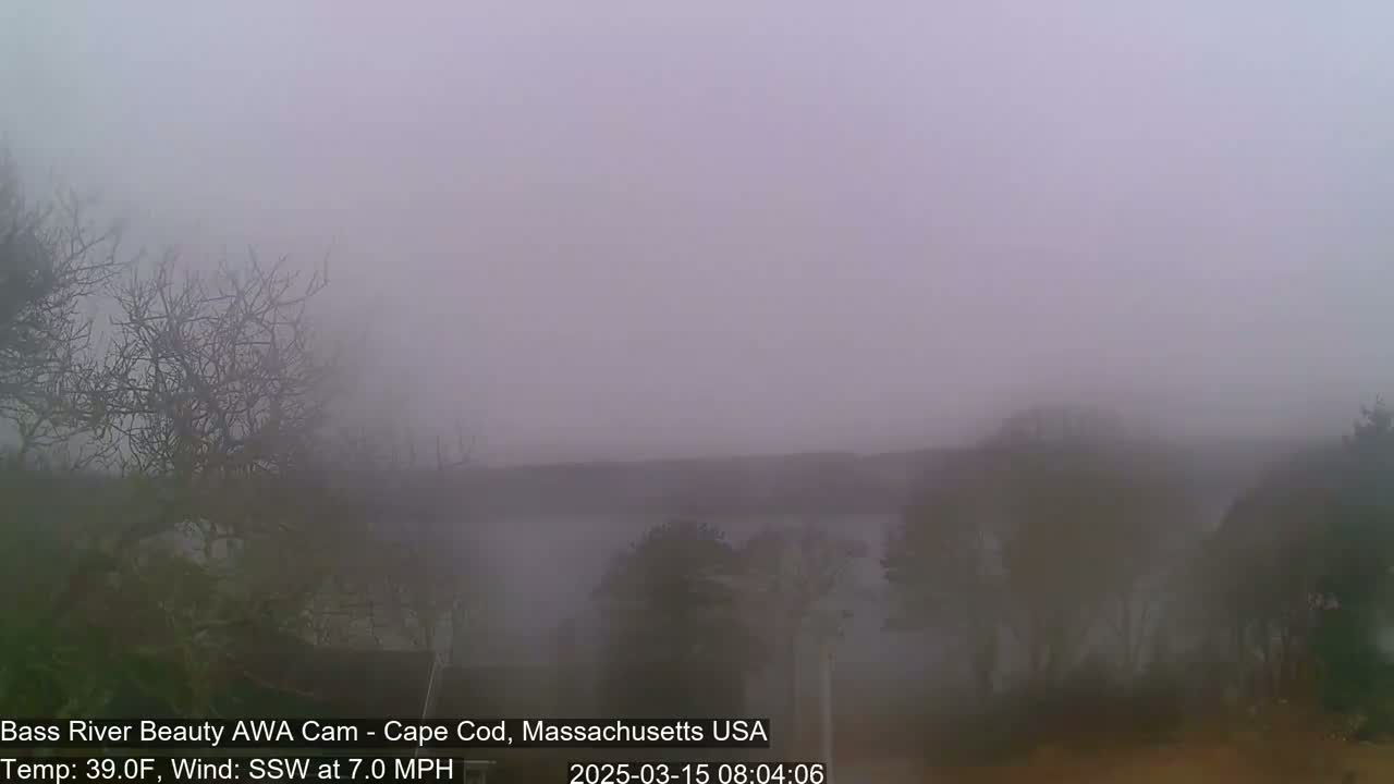 A foggy, calm scene shows bare trees and a body of water shrouded in mist.