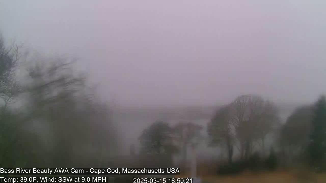 A foggy, windy scene shows bare trees near a body of water under a gray sky.