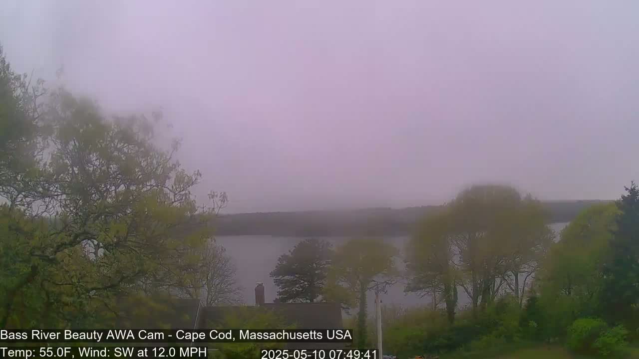 A foggy, overcast scene shows a calm body of water surrounded by trees and shrubs under a pale, hazy sky.