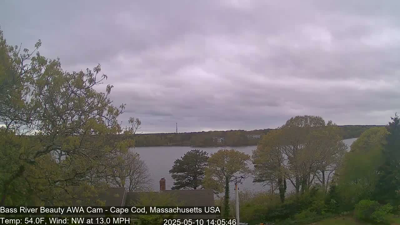 A calm body of water is seen from behind leafy trees under an overcast sky.