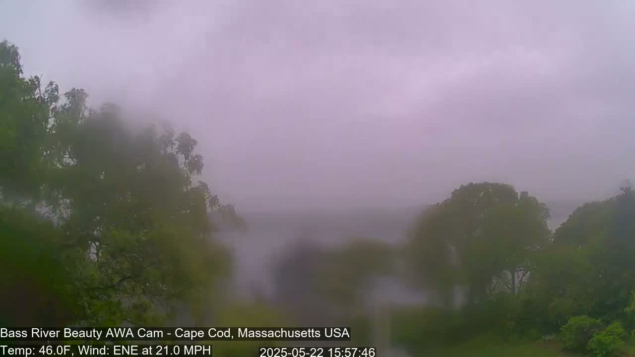 A foggy, overcast scene shows green trees and foliage in the foreground with a hazy, indistinct view of more trees and land in the background, under windy conditions.