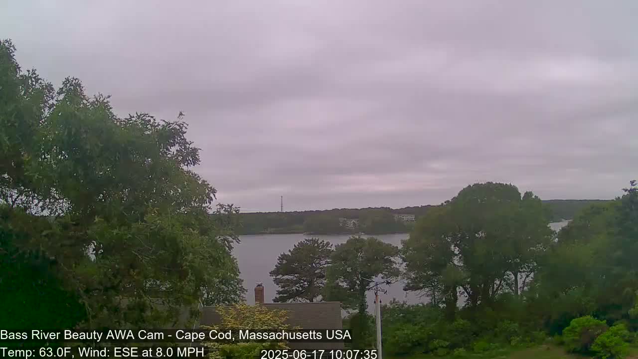 A calm body of water is seen from behind leafy green trees under an overcast sky.