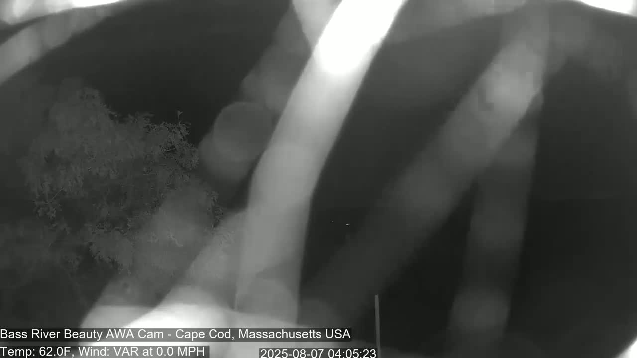 A nighttime, low-light image shows blurry vegetation and indistinct shapes, with a calm wind and a temperature of 62 degrees Fahrenheit.