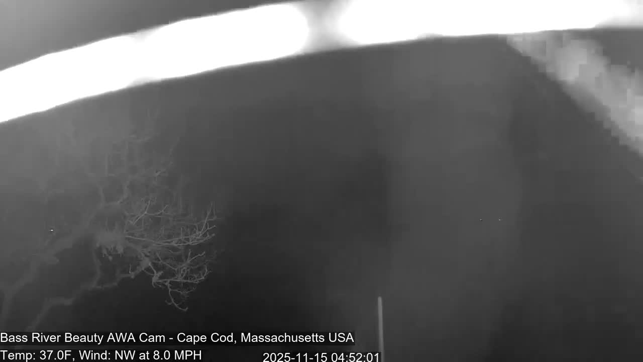 A blurry, monochromatic outdoor scene at night displays a mass of bare tree branches on the left, beneath a bright, elongated light source spanning the top of the frame, within a subtly hazy or misty atmosphere.