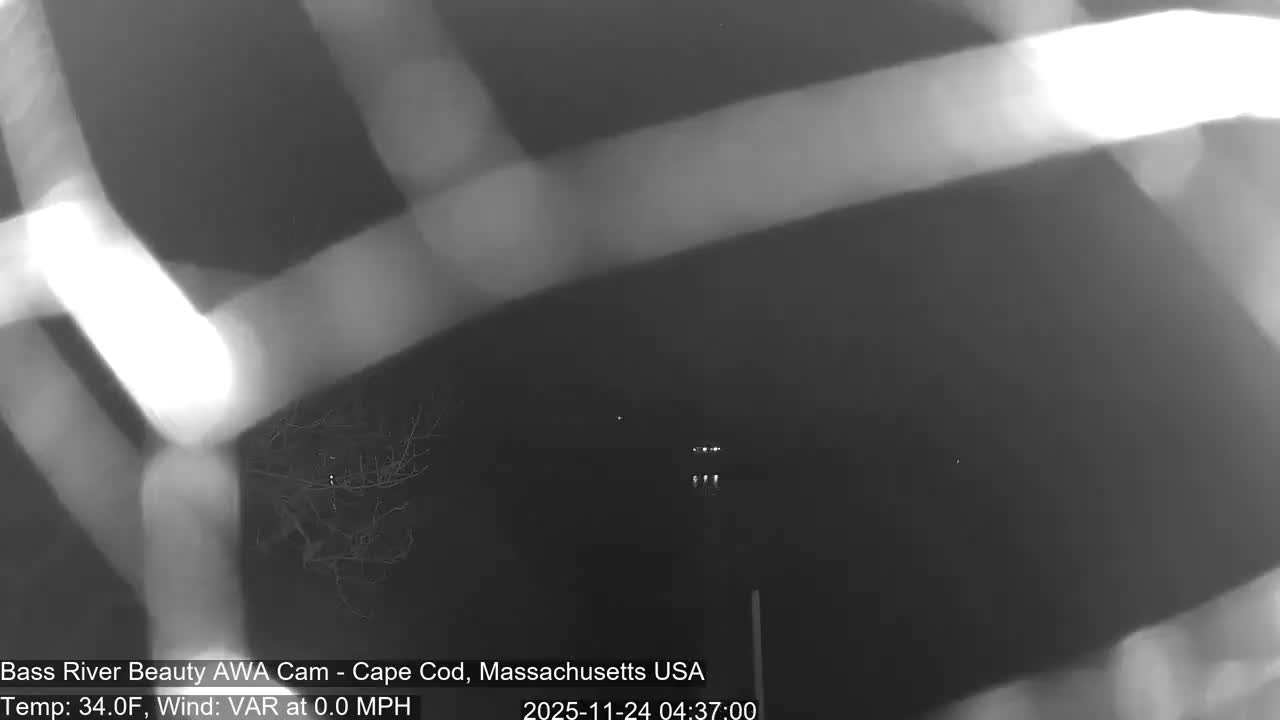 A dark, blurry nighttime image shows bright, streaking lens flares across the foreground, bare tree branches on the left, and faint distant lights on the right.