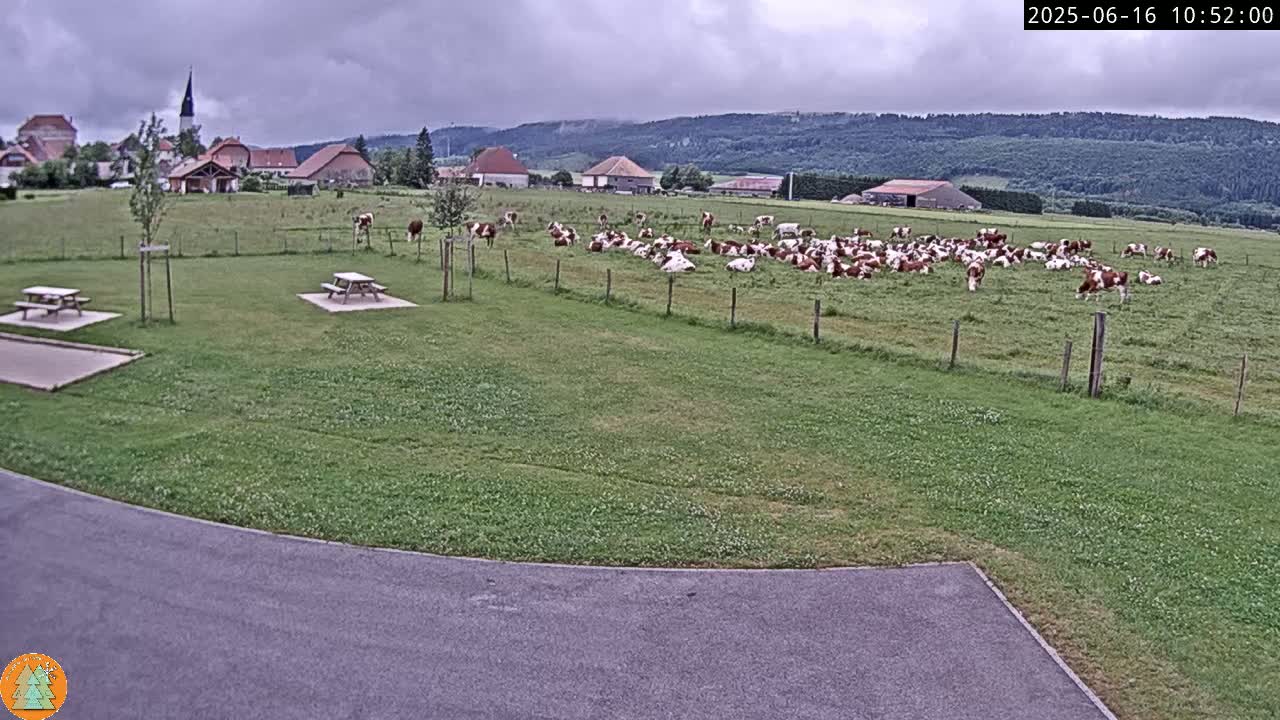 A large herd of brown and white cows rests in a grassy field under an overcast sky, near a small village with picnic tables visible in the foreground.