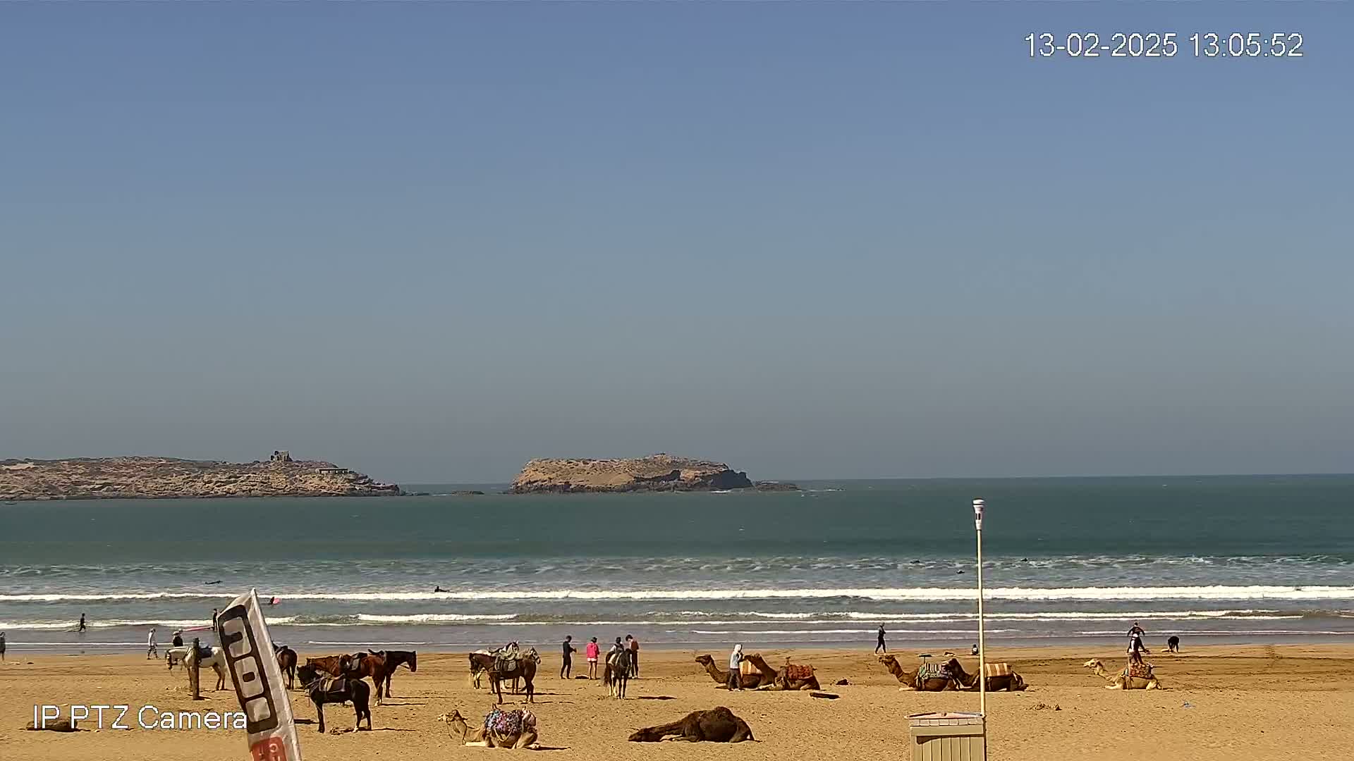 A sandy beach with several camels and horses, some ridden and some resting, under a clear blue sky and moderate waves.