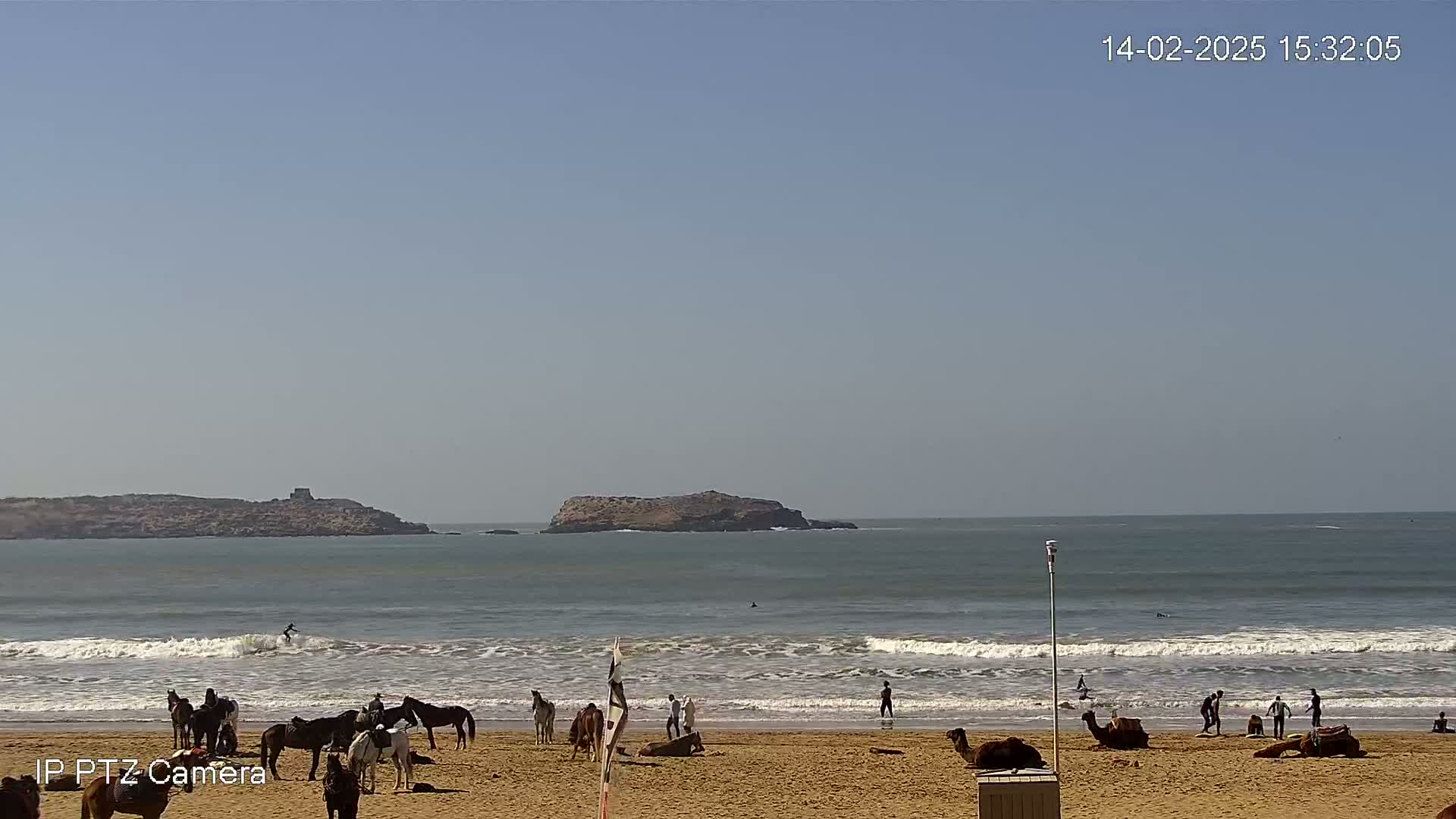 A sandy beach with several horses, camels, and people, a surfer in the ocean, and two islands in the distance under a clear, sunny sky.