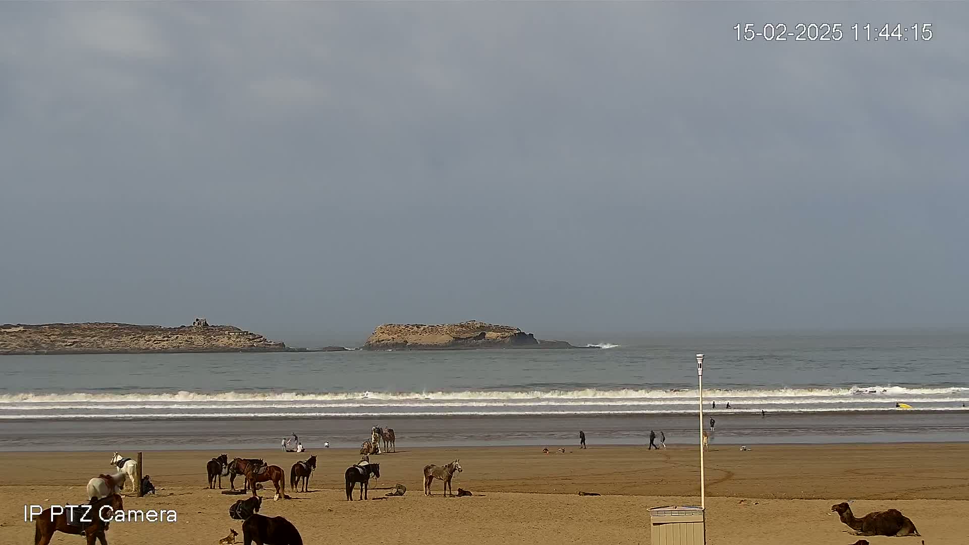 A sandy beach with several horses and a camel, some people, and a few surfers in the ocean under an overcast sky.
