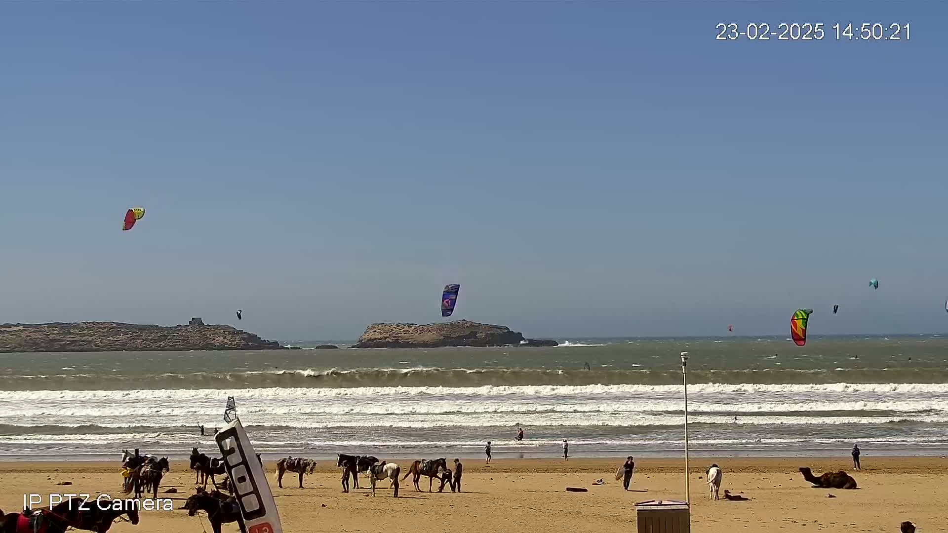 A sandy beach with several horses, a camel, and people on a sunny day, with multiple kitesurfers in the ocean.