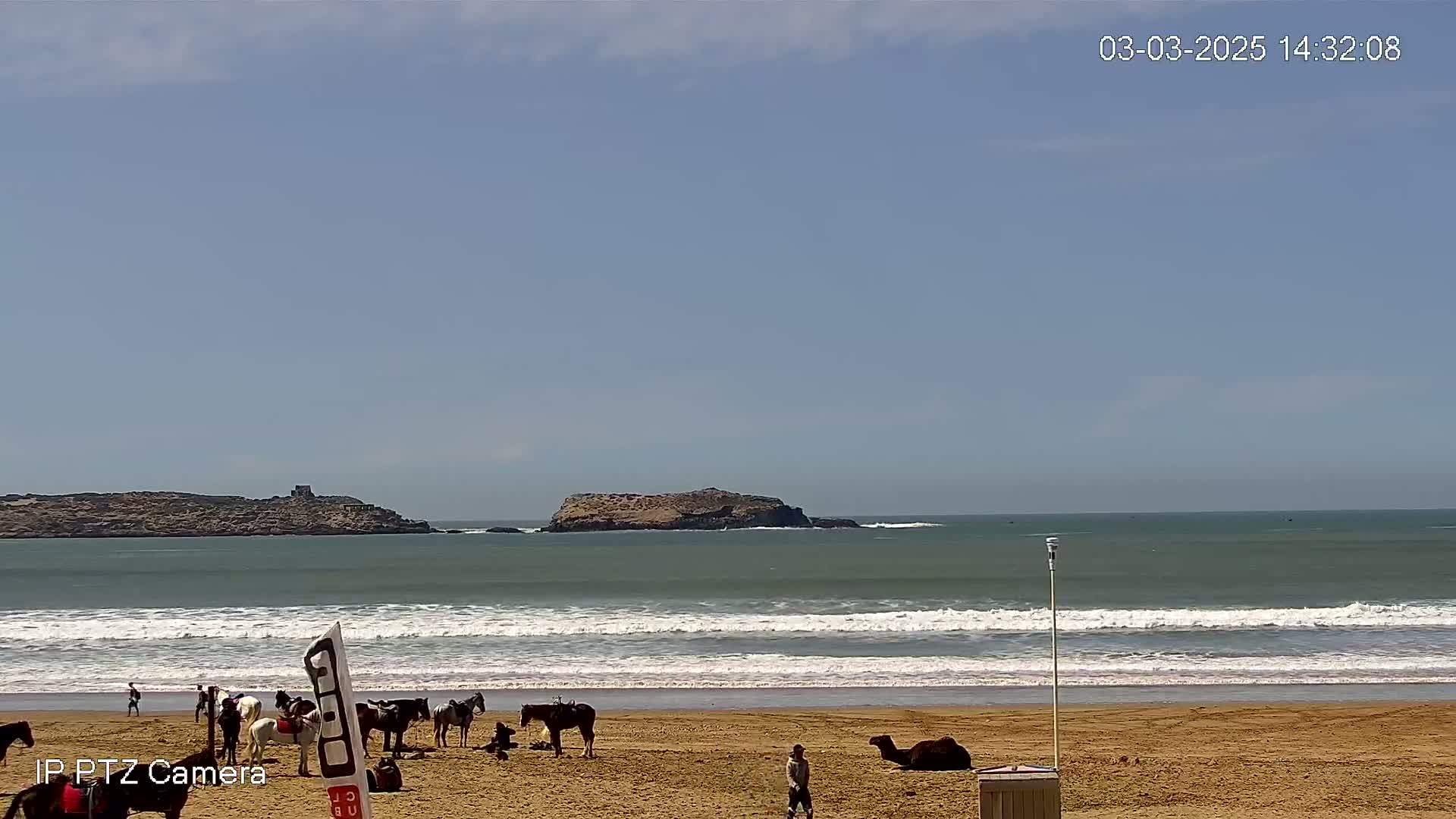 A sandy beach with several horses and a camel, under a clear sky, faces a calm ocean with small waves and an island in the distance.