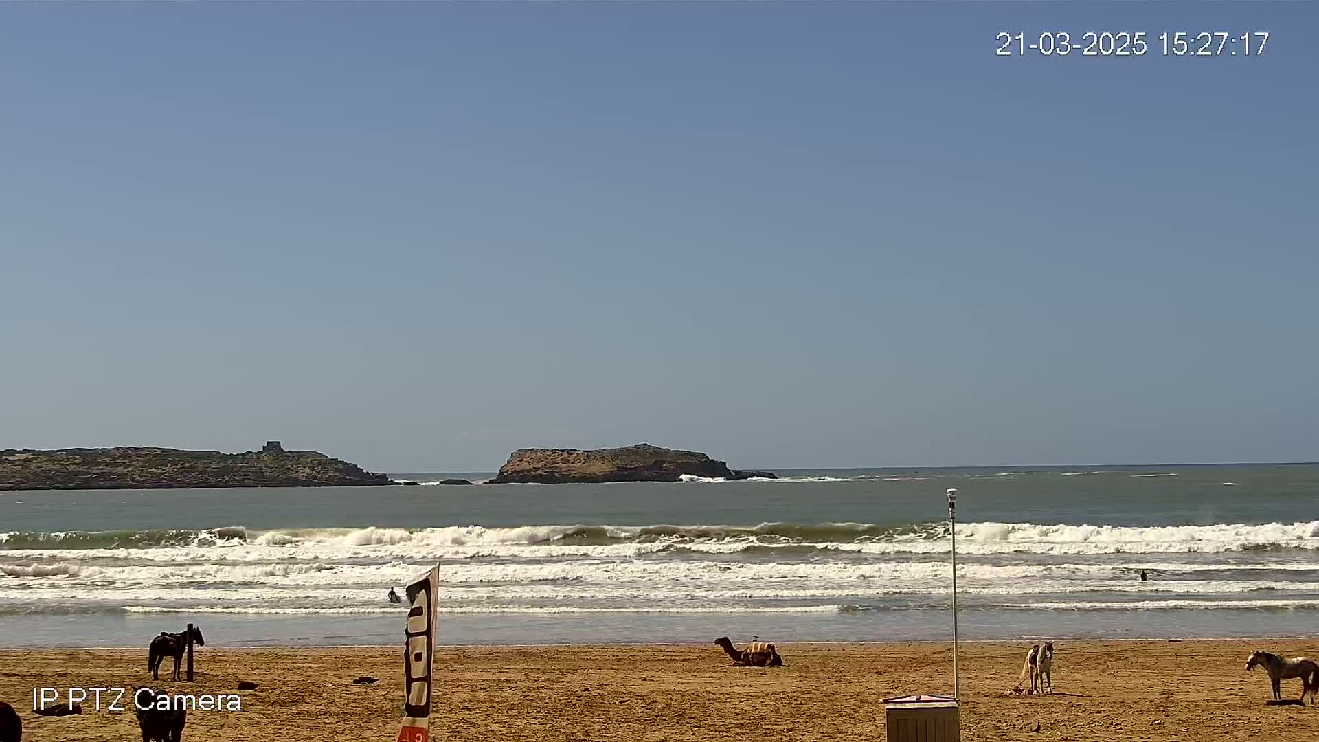 A sandy beach with several camels and horses on it, under a clear blue sky, with waves breaking in the ocean beyond.