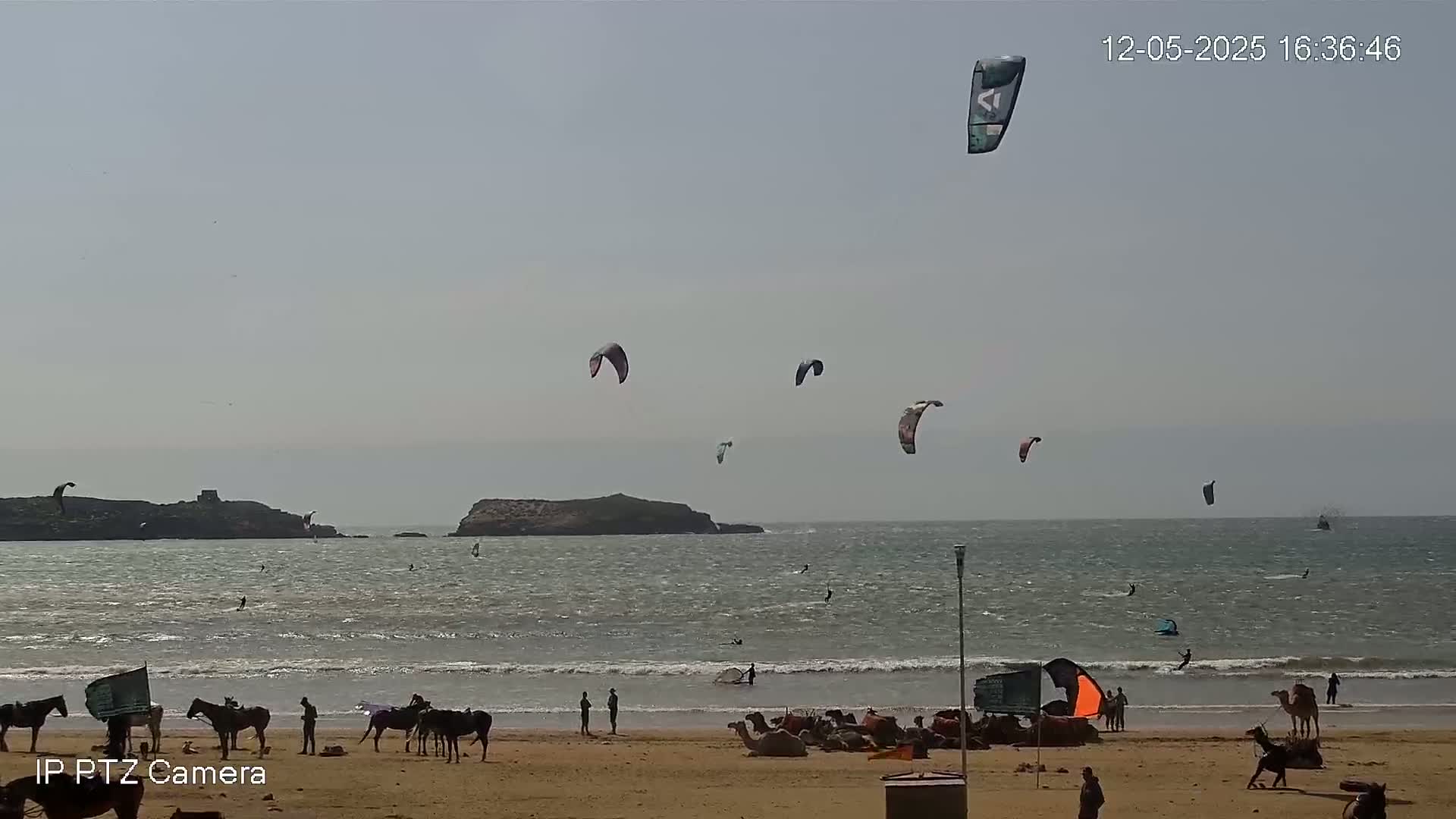 Several kitesurfers are in the ocean off a sandy beach where camels and horses are present, under a mostly clear sky.