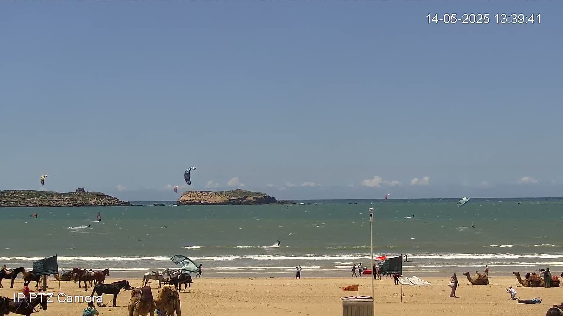 A sandy beach with several people, horses, and camels, and kitesurfers in the ocean under a clear blue sky.