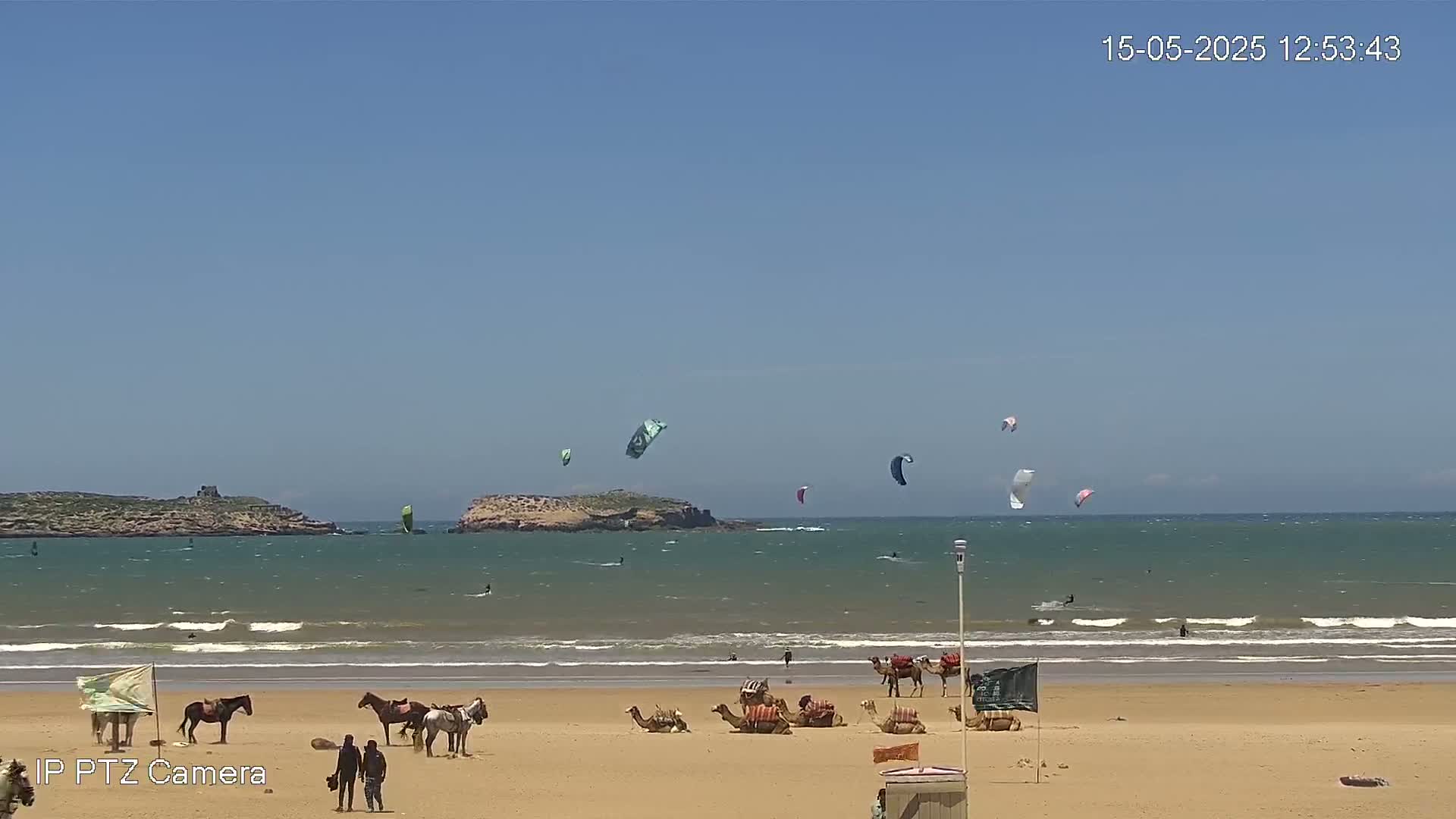 A sandy beach with several camels and horses, kite surfers in the ocean under a clear blue sky.