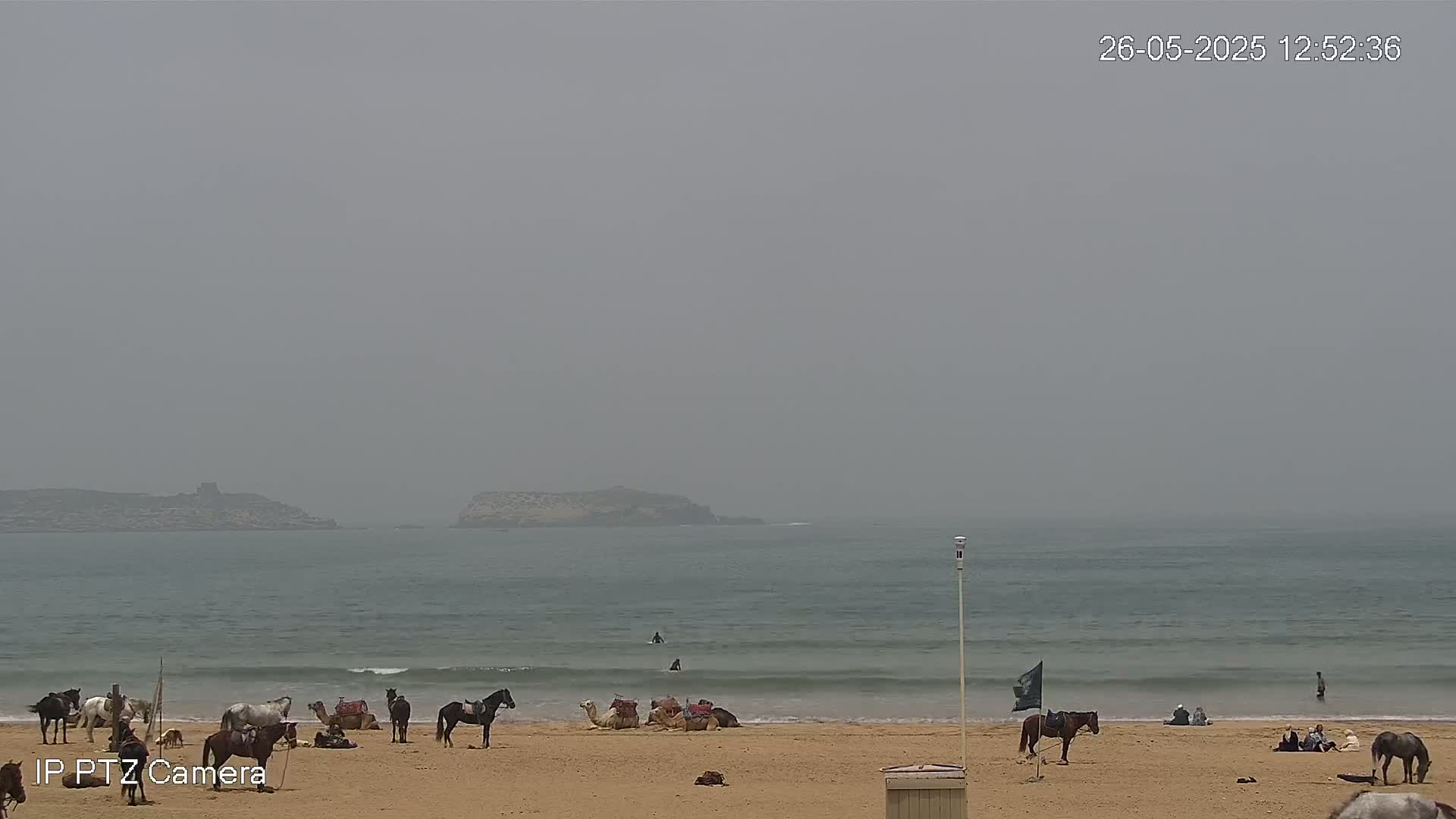 A hazy beach scene shows several horses and camels on the sand near a calm ocean with a distant island and a few people in the water and on the shore.