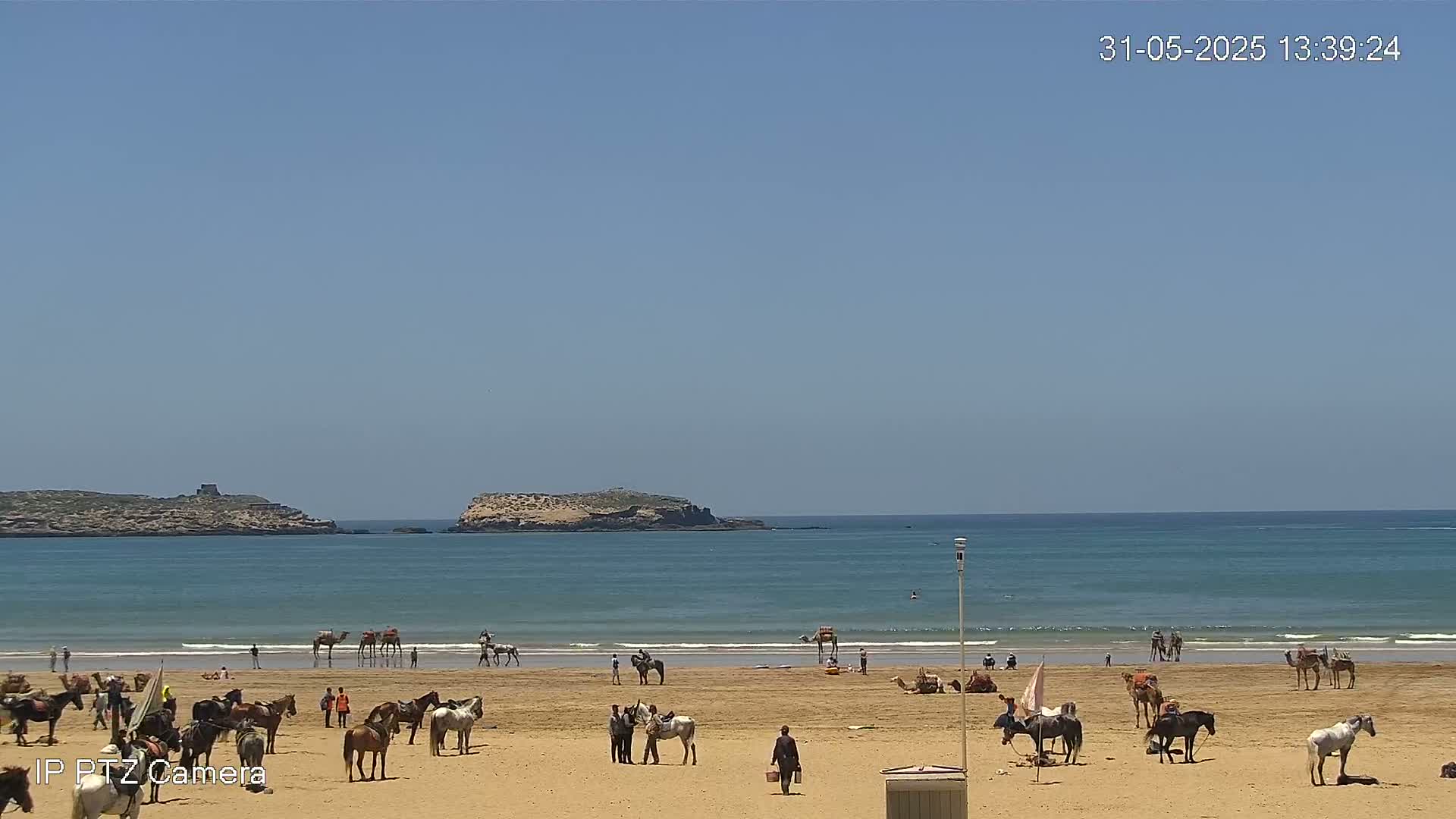 A sandy beach with horses and camels, several people, and a calm ocean under a clear blue sky.