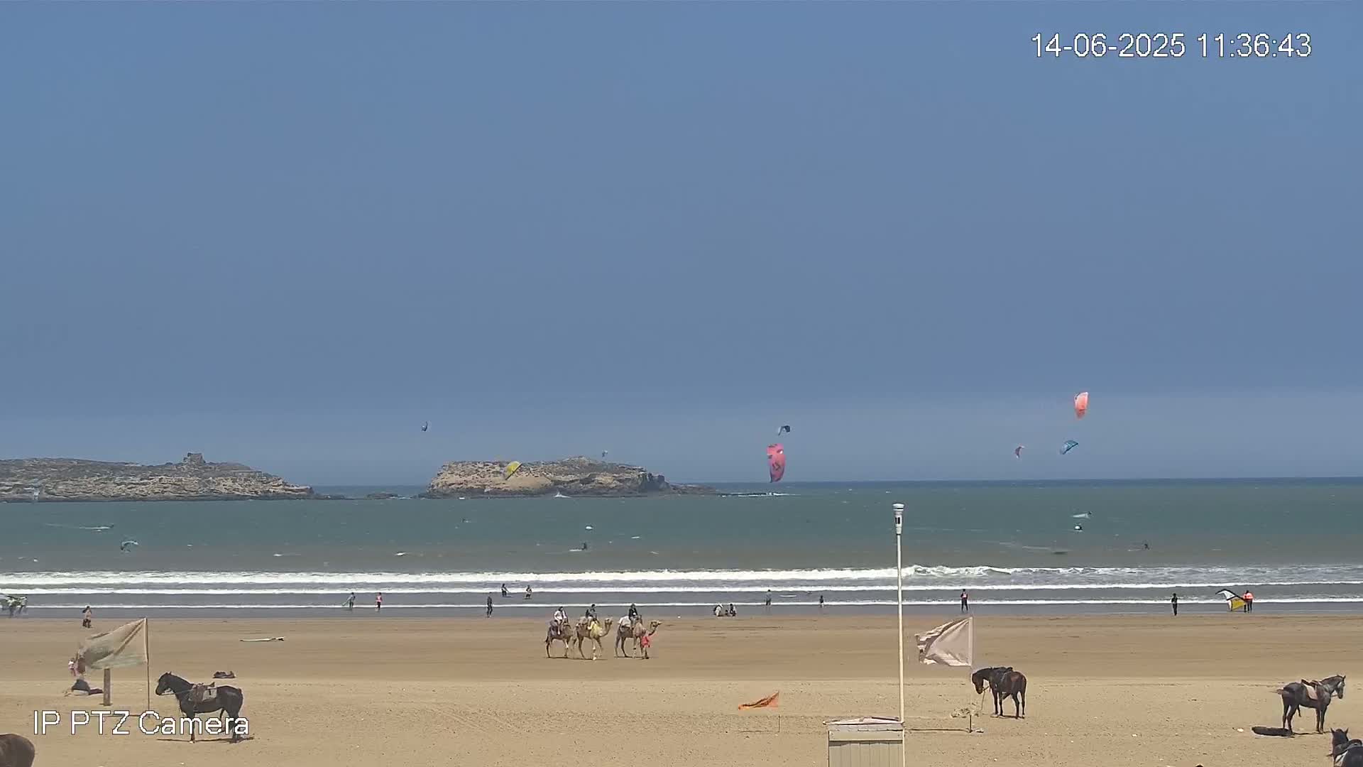 A sandy beach with several people, camels, and horses, under a clear blue sky, with kite surfers in the ocean.