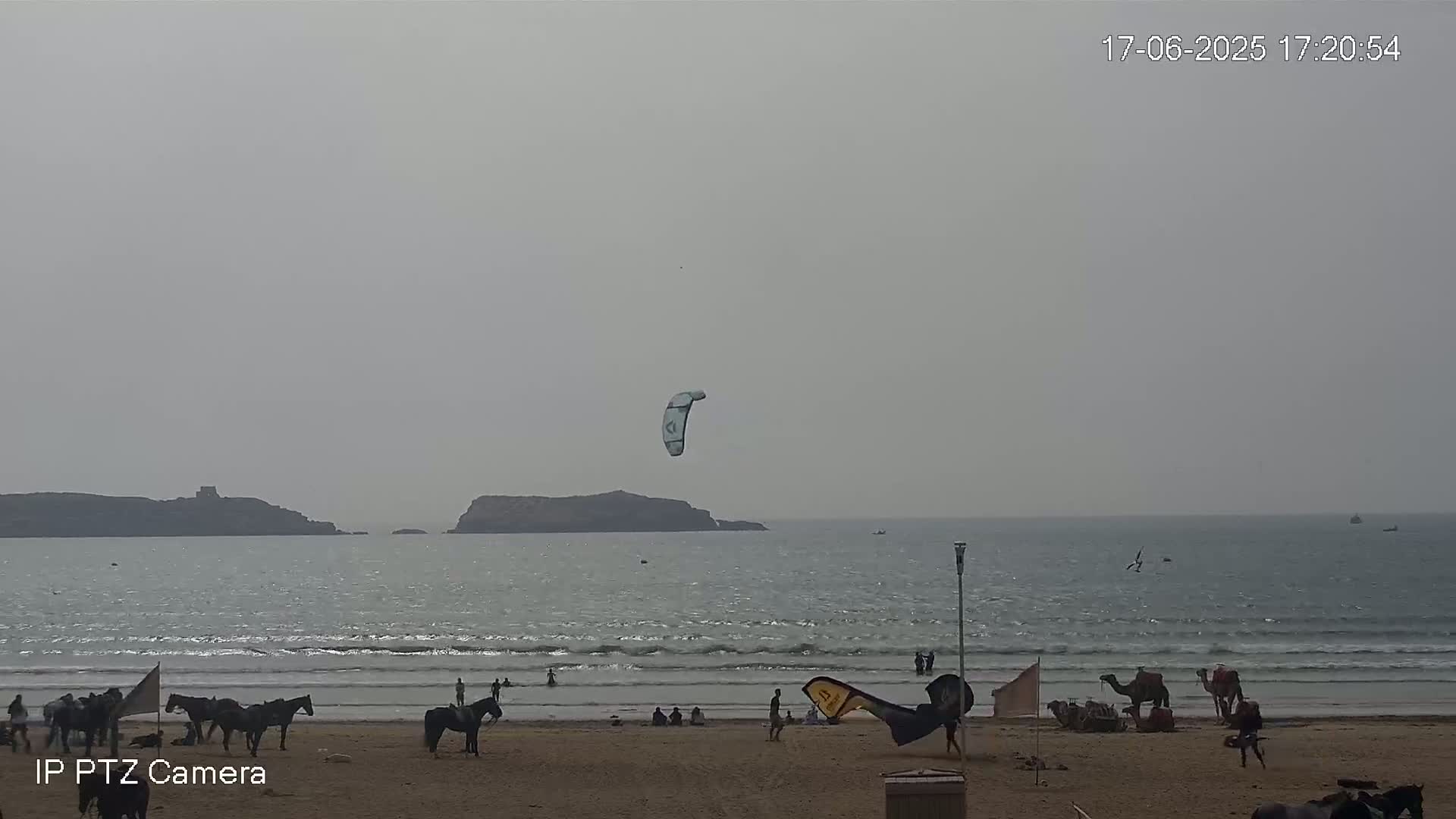 A beach scene under an overcast sky shows a kiteboarder in the air, several horses on the sand, camels near the water, and people relaxing on the shore.