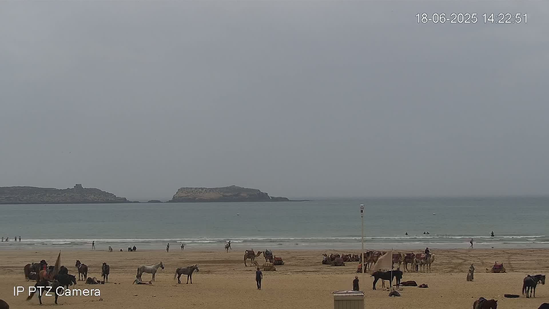 A beach scene shows several horses and camels on the sand near a calm, gray ocean under an overcast sky.