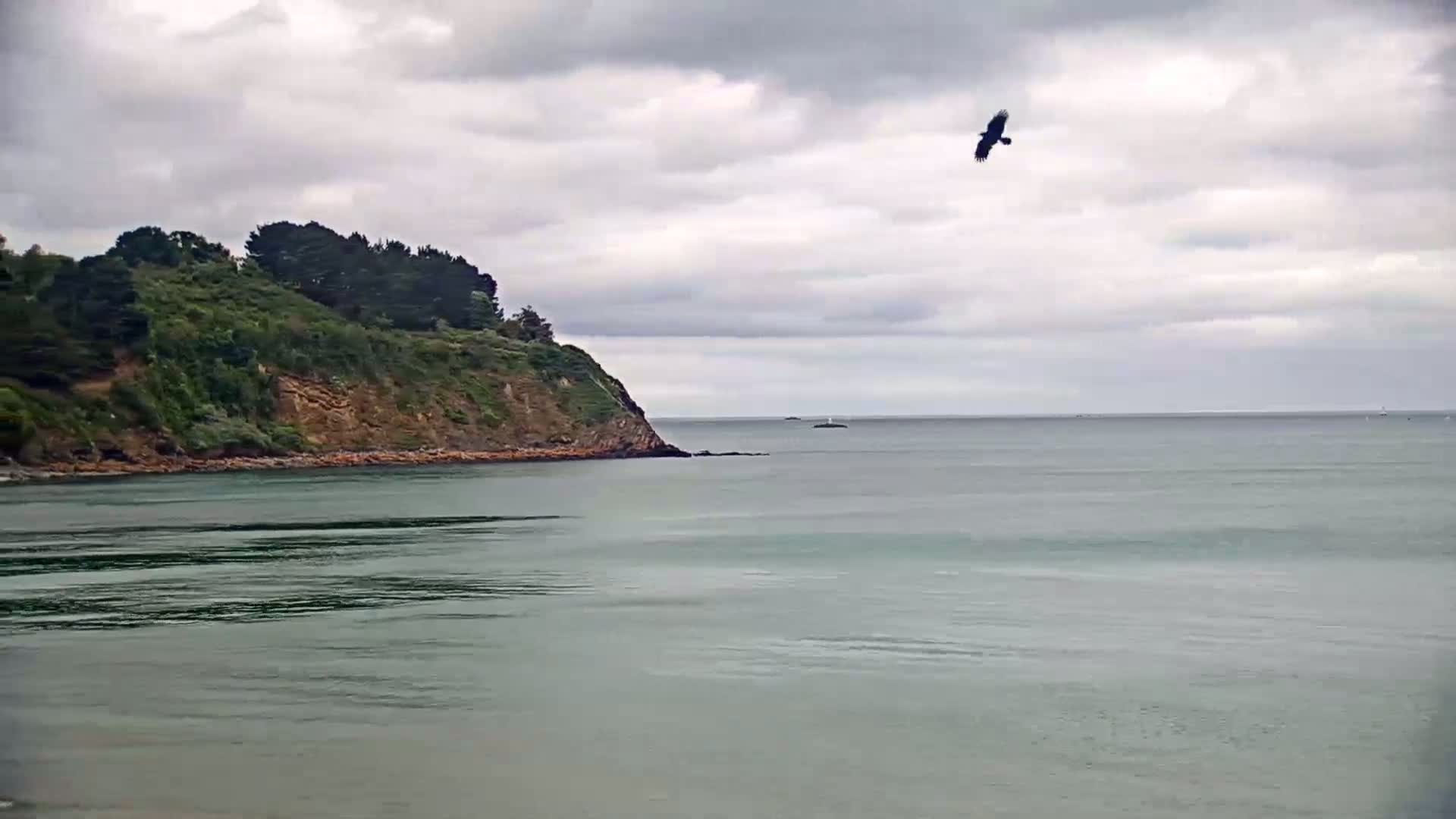 A dark-colored bird flies over a calm, gray-green sea near a verdant, rocky headland under a cloudy sky.
