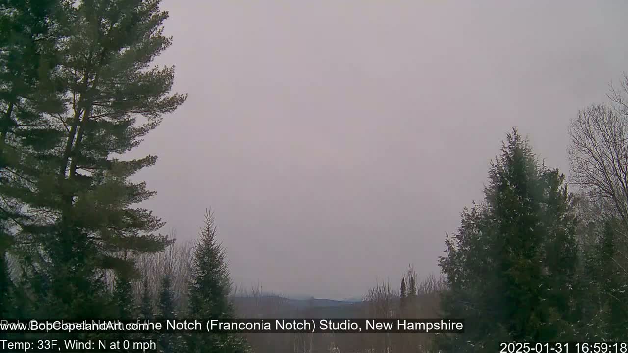 A hazy, overcast scene shows evergreen trees in the foreground and a distant mountain range under a pale sky.