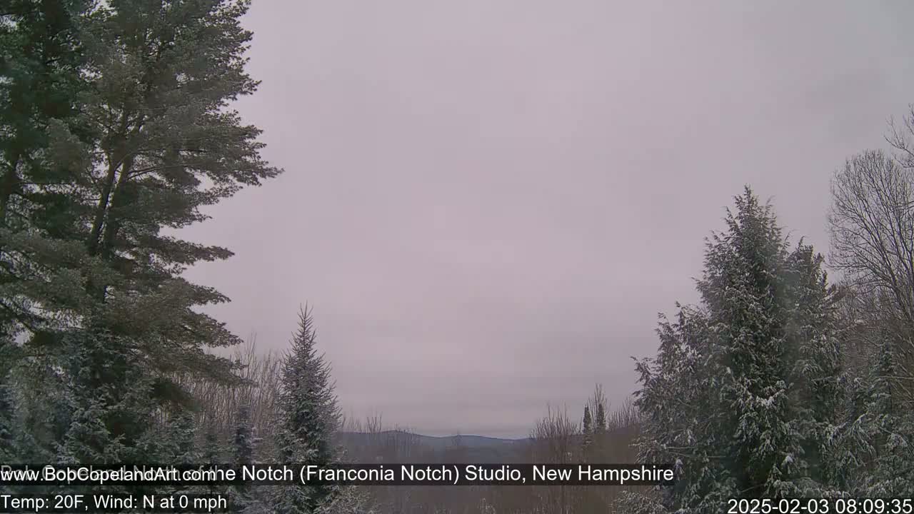 Snow-covered evergreen trees stand before a hazy, overcast sky and distant, snow-dusted mountains.