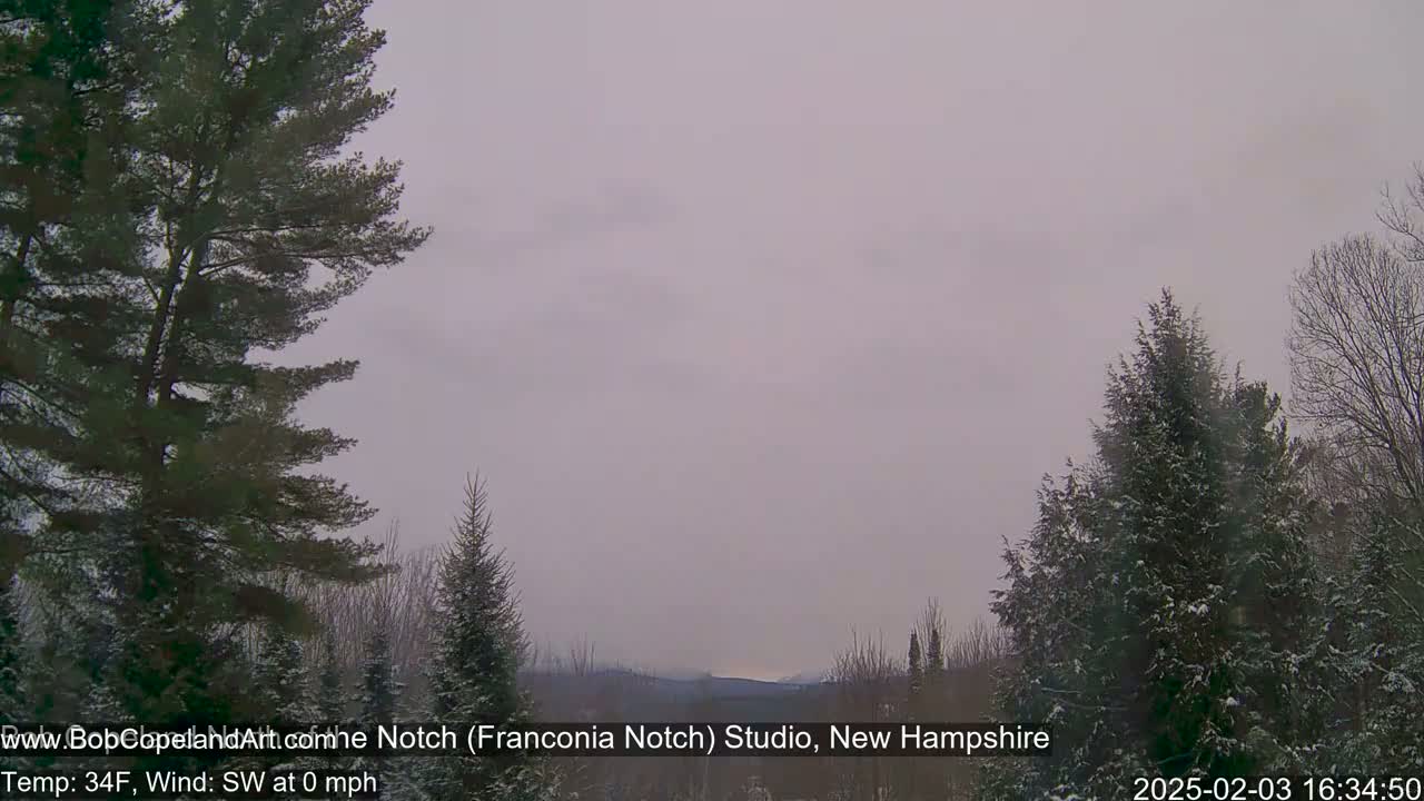 A view of snow-dusted evergreen trees on a slightly overcast day with calm winds.