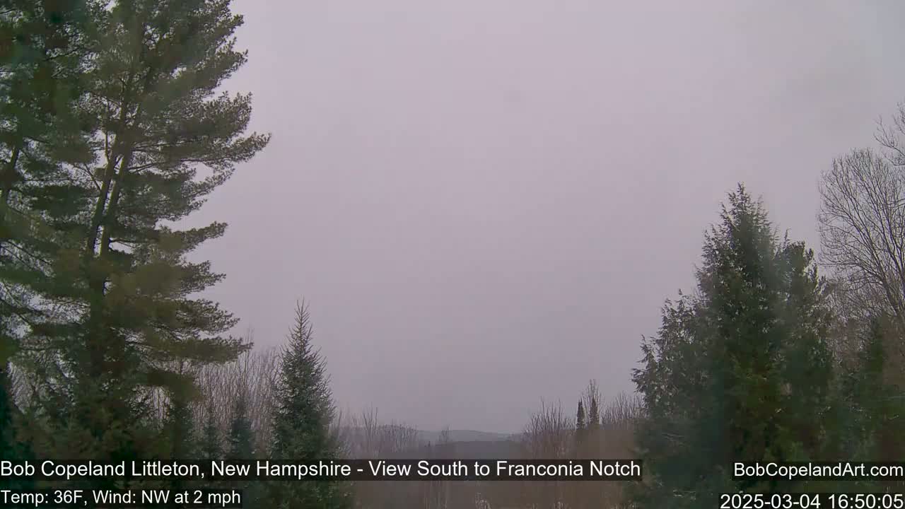 A hazy, overcast view of a landscape dominated by evergreen trees under a pale gray sky.