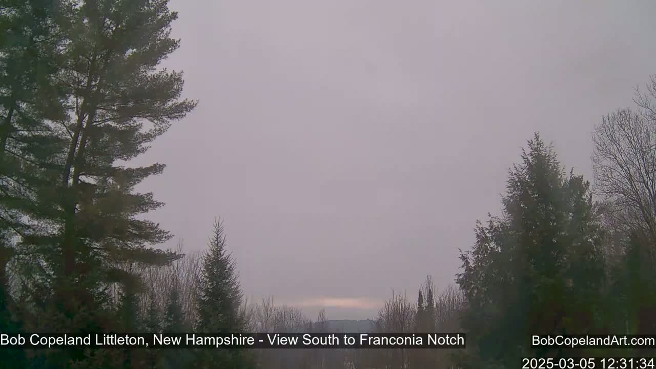 A hazy, overcast sky is visible above a line of evergreen trees.