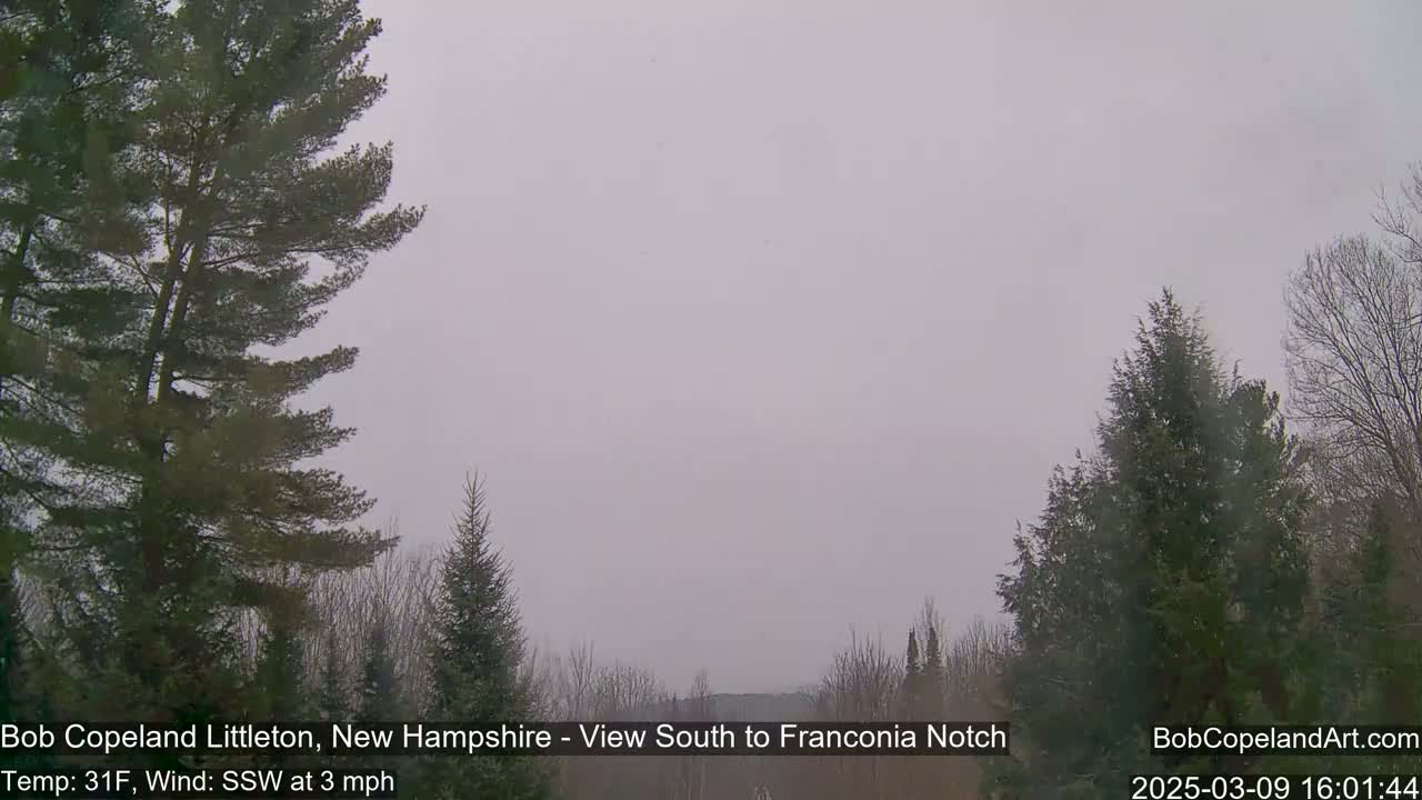 A hazy, overcast view of a landscape with evergreen trees, under a light gray sky.