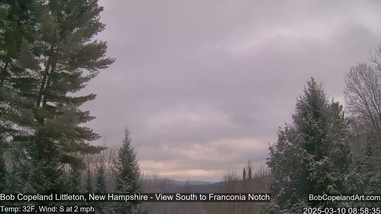 A view of snow-dusted evergreens under an overcast sky with a light south wind.