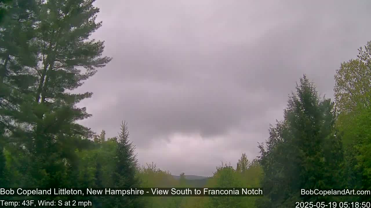 A view of a wooded area on an overcast day, with a slight wind.