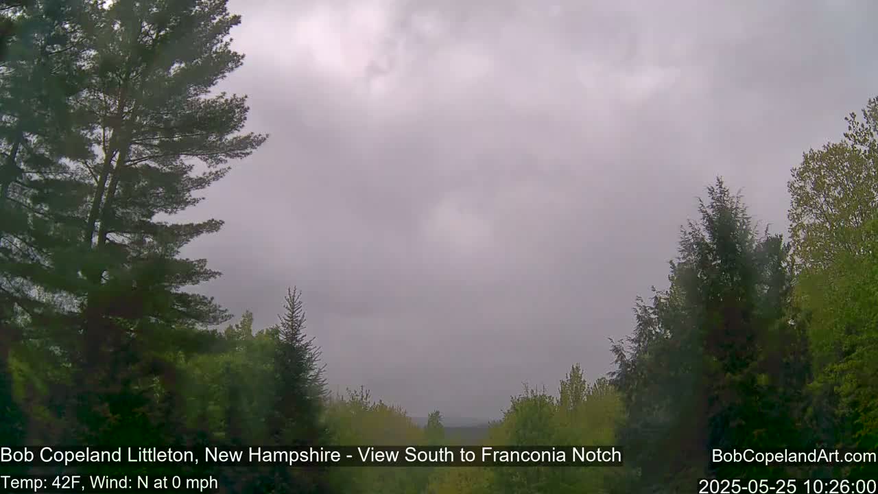 A hazy, overcast view of a forest landscape with evergreen and deciduous trees under a gray sky.