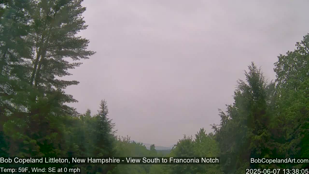 A hazy, overcast view of a verdant forest, with a calm wind.