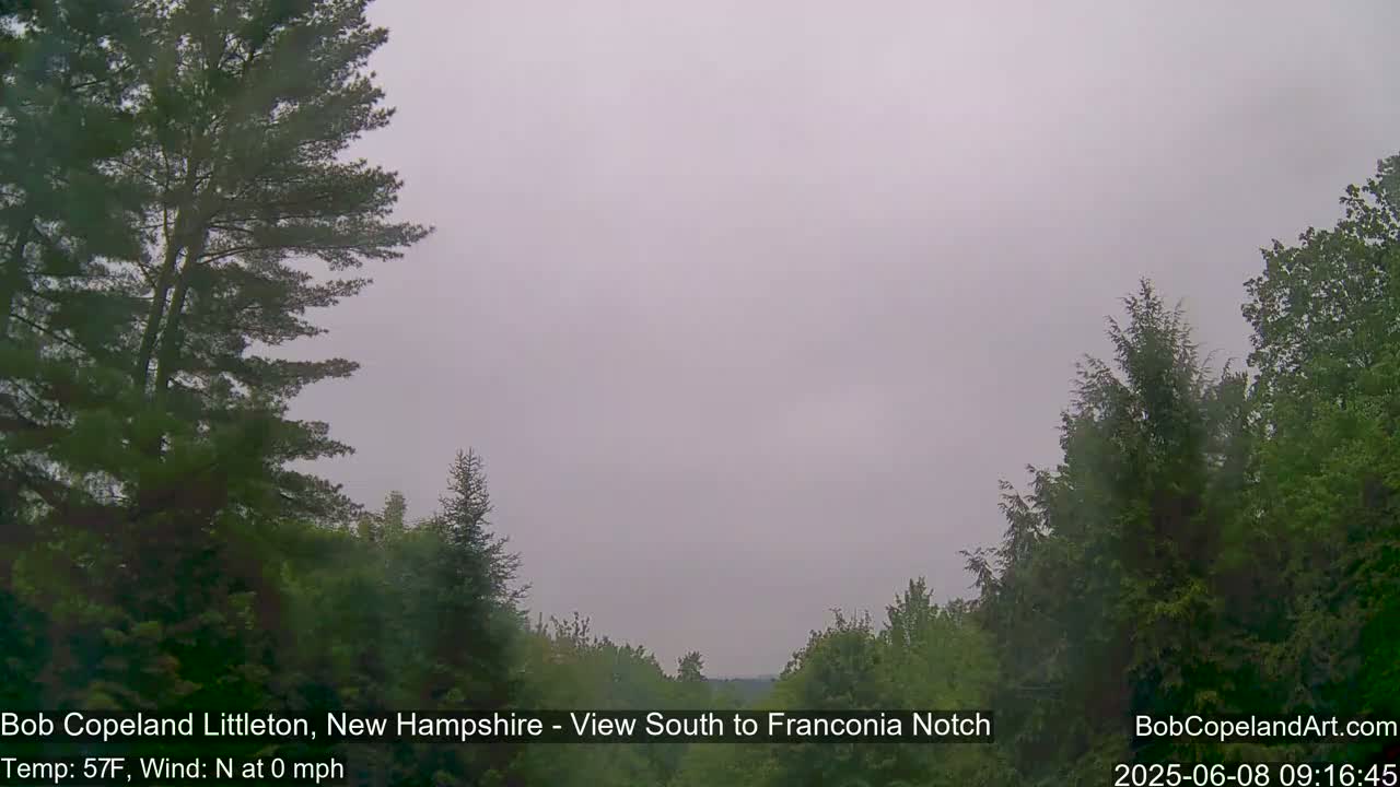A hazy, overcast view of a wooded landscape, seen from between tall evergreen trees.