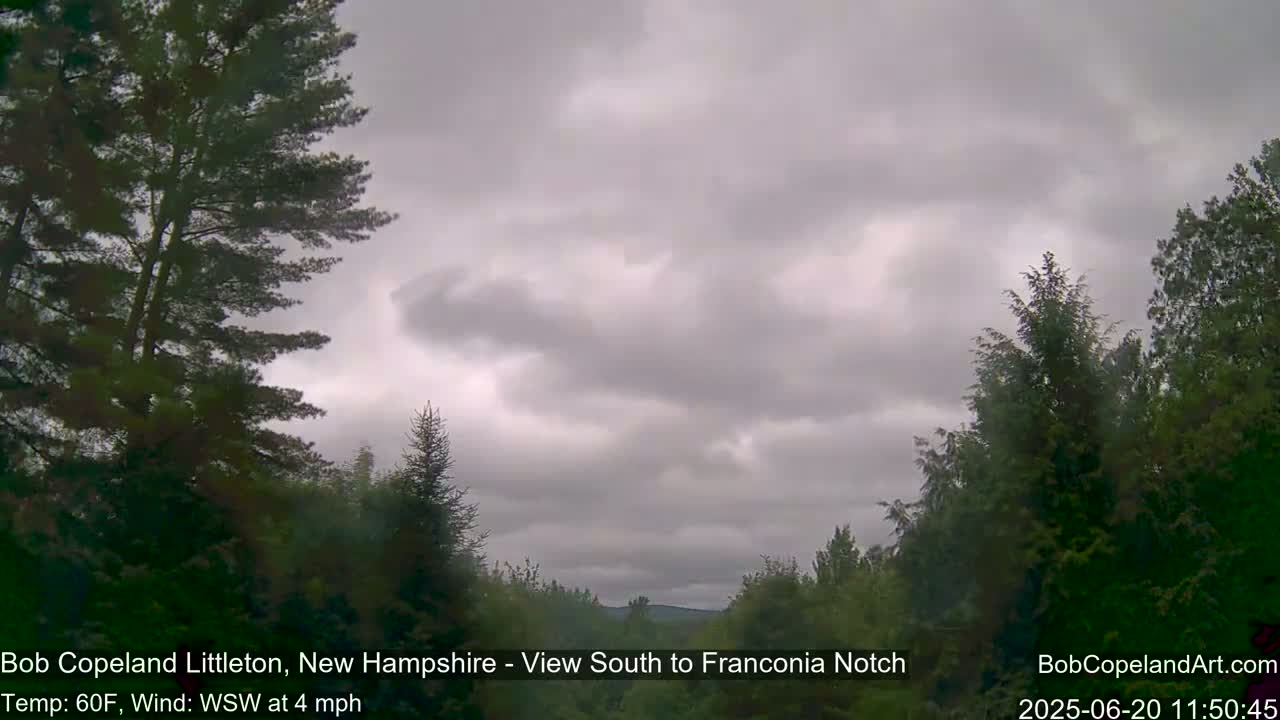 A view of a wooded area under an overcast sky with a gentle wind.