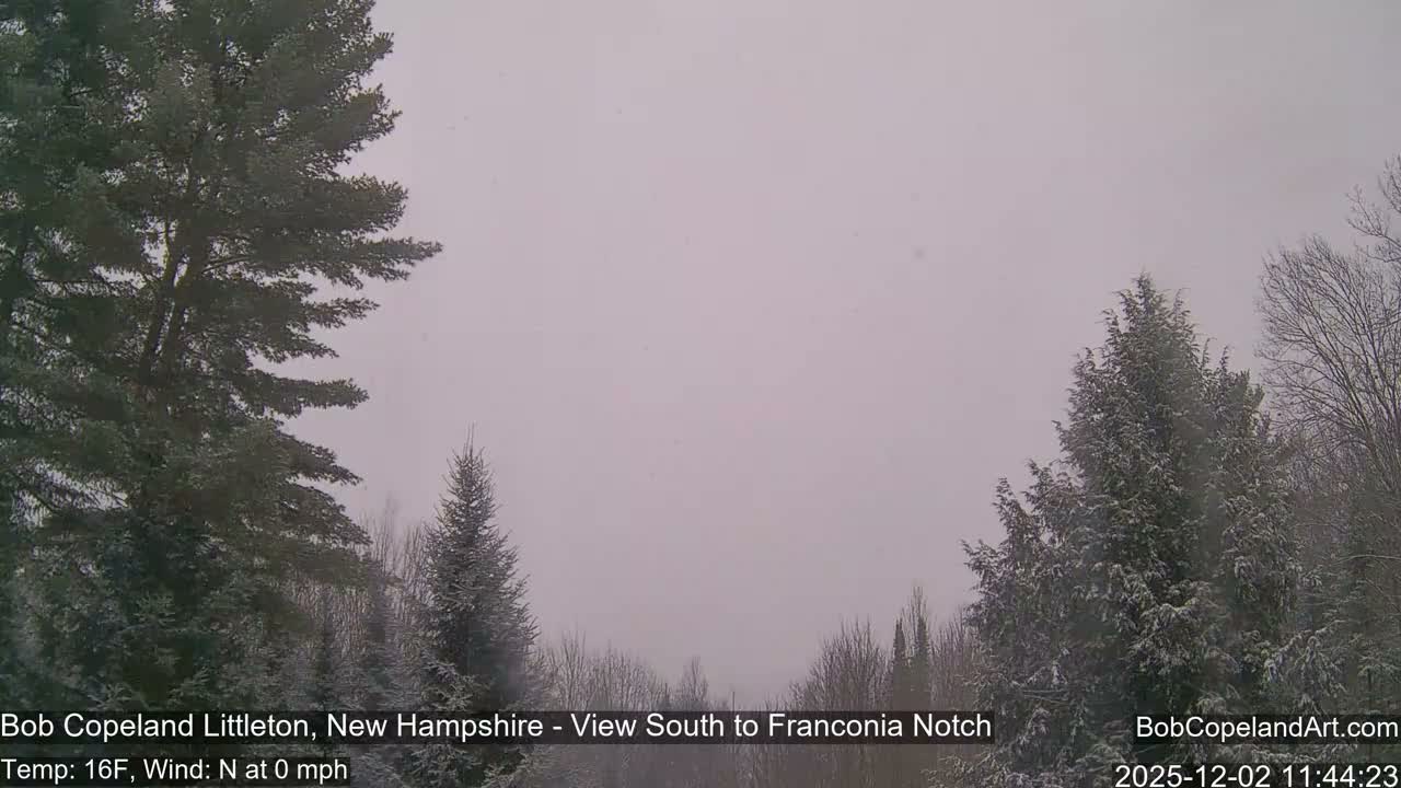 A winter landscape features snow-covered evergreen trees and bare deciduous trees under an overcast sky with light snow falling.