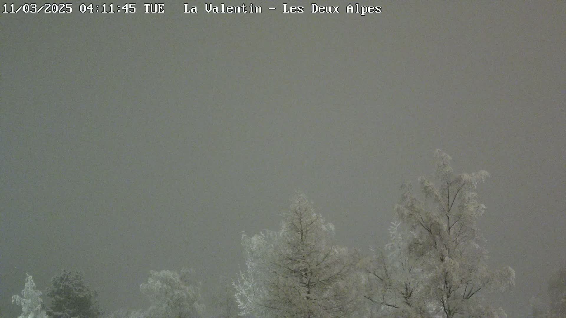 Snow falls on several snow-covered trees under a gray sky.