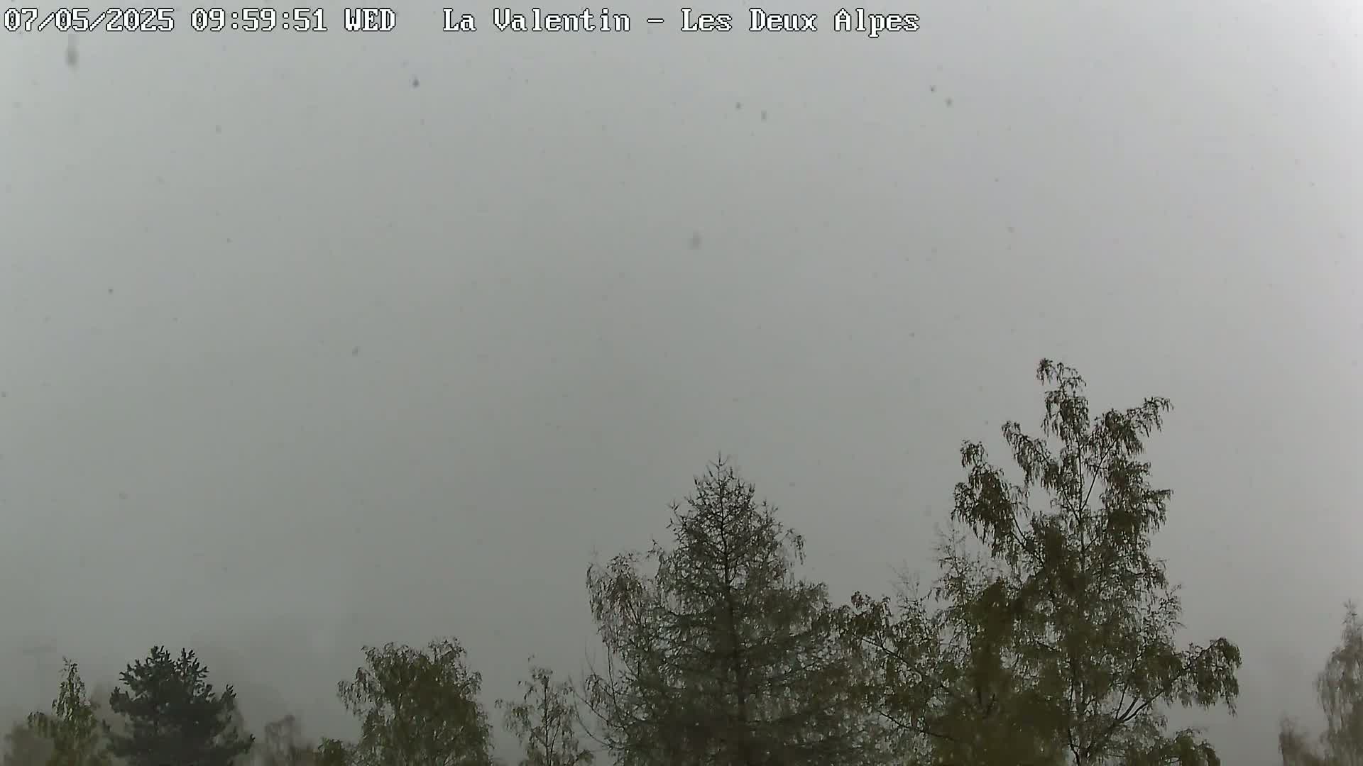 Light snow falls on a muted landscape of dark green trees under a gray sky.