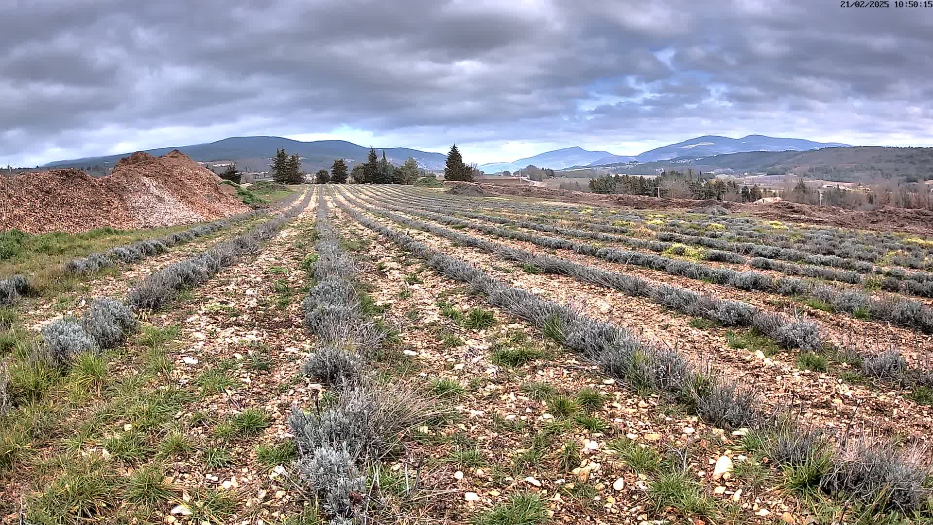 Rows of young lavender plants grow in a field under a cloudy sky, with mountains in the distance and piles of mulch nearby.