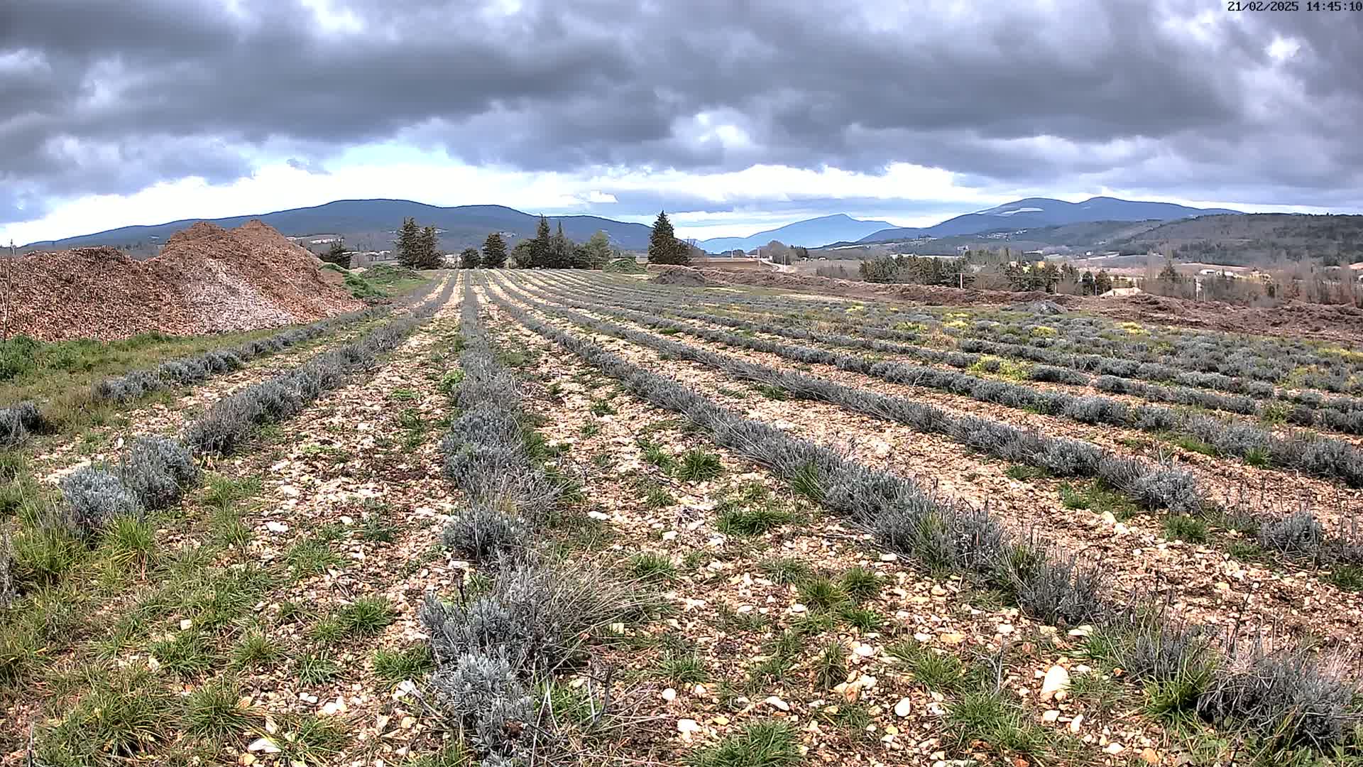 Rows of young lavender plants grow in a field under a cloudy sky, with mountains in the background and piles of wood chips nearby.