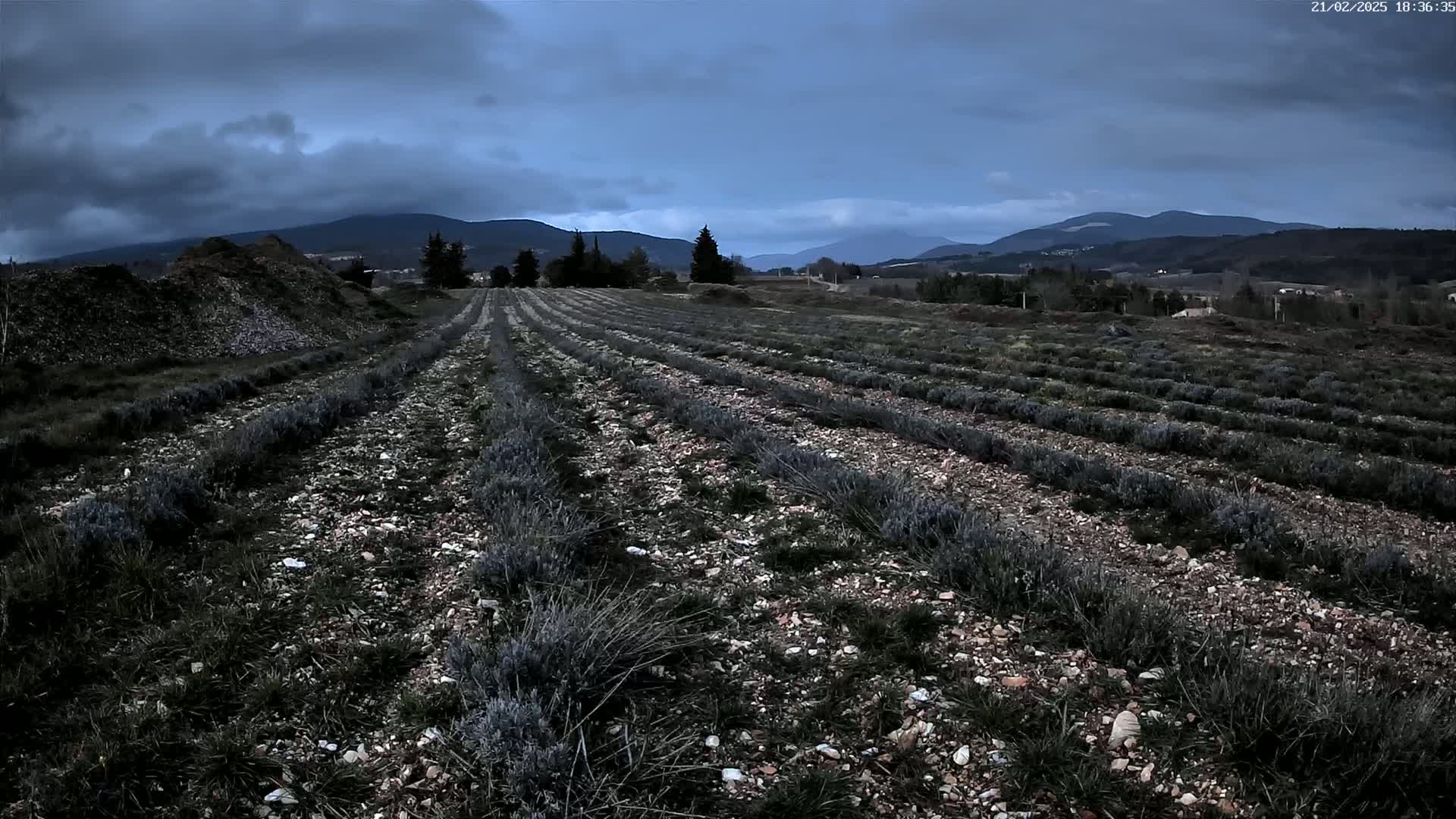 Rows of short lavender plants stretch across a rocky field under a dark, cloudy sky, with distant mountains in the background.