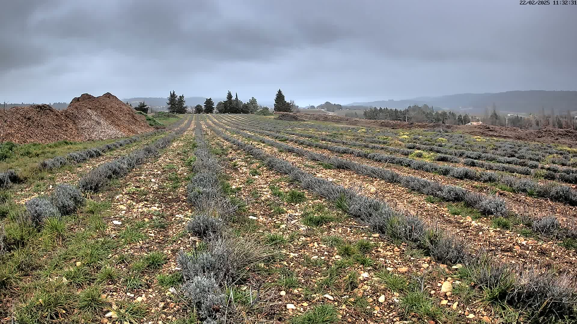 Rows of young lavender plants stretch across a field under a cloudy sky, with piles of wood chips visible in the foreground.